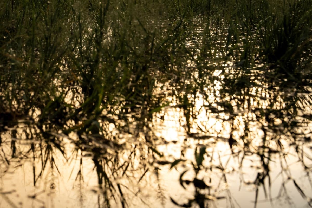 Singita Elela Opens Eight Circular Safari Camps in Botswana's Okavango Delta